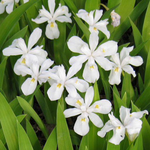 Iris cristata alba - Click Image to Close